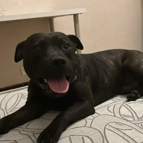 Kiko