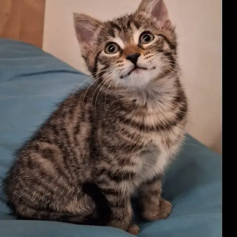 Maggie