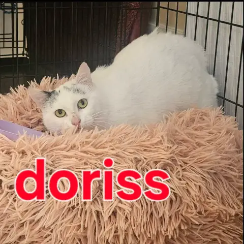 Doriss