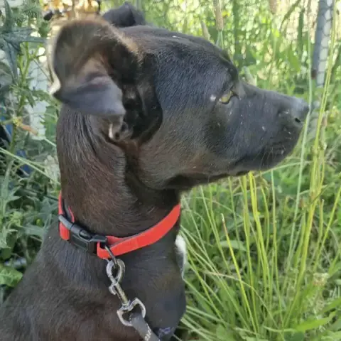 Laika photo 3