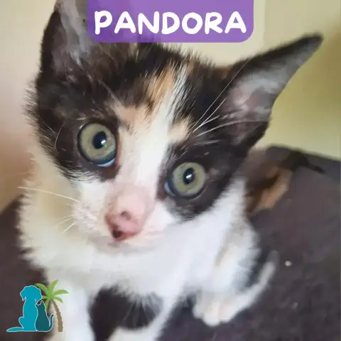Pandora