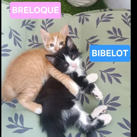 Zibeline photo 2