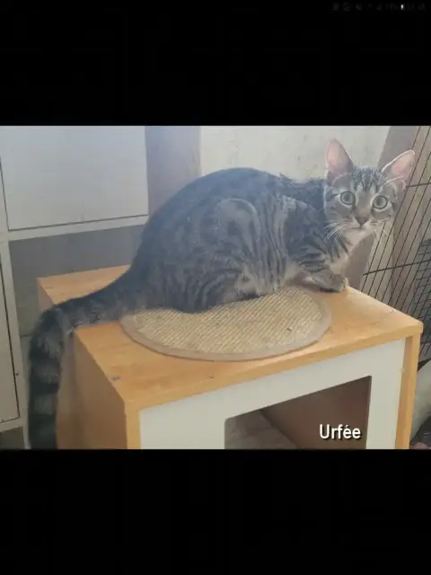 Urfee