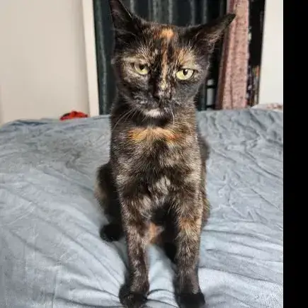 Calypso