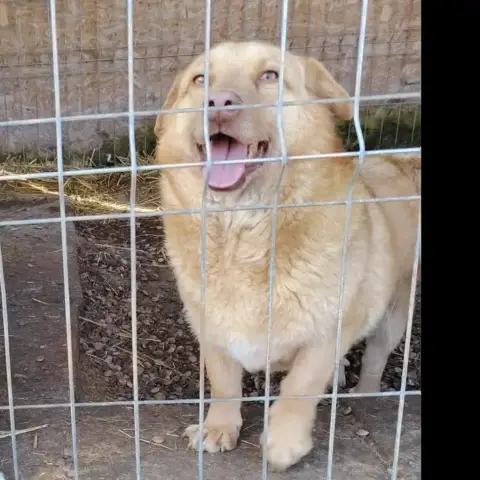 Ryo