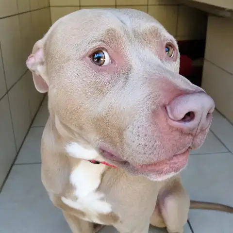 O'Neil