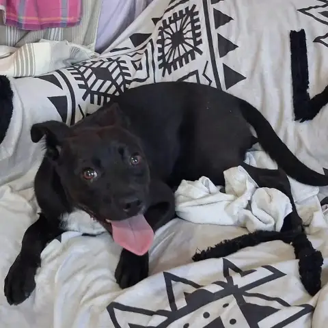 Bella photo 3