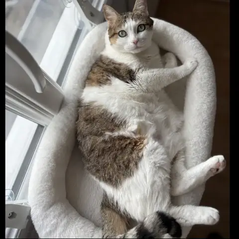 Nickie photo 3