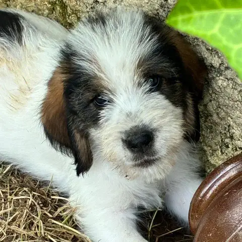 Oscar