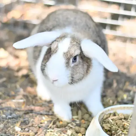 Lapins photo 3