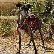 Adopter Vela