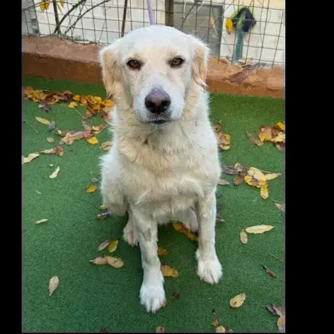 Adopter Aili