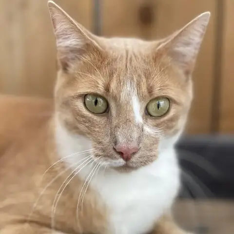 Caramel photo 2