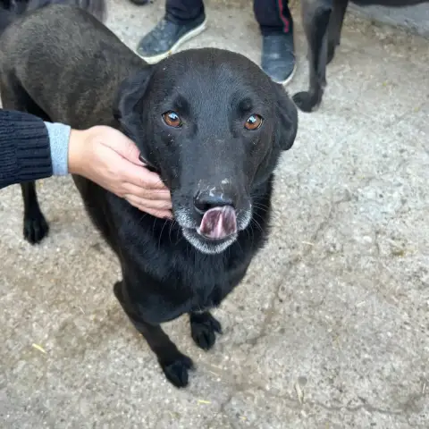 Nero photo 3