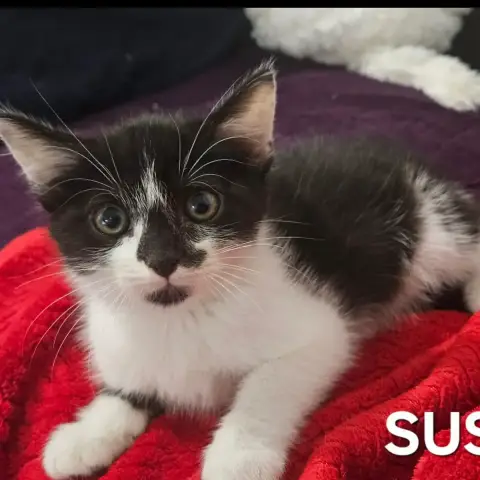 Sussy