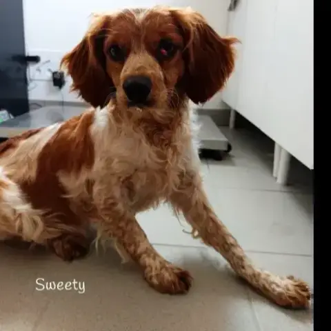 Sweety