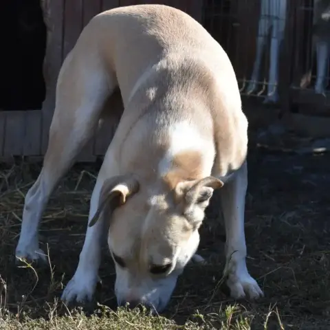 Alfred photo 2