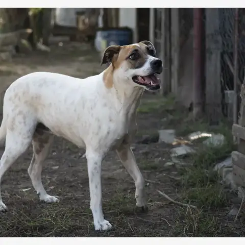 Bambie