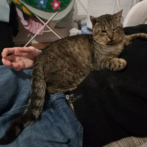 Minou photo 3