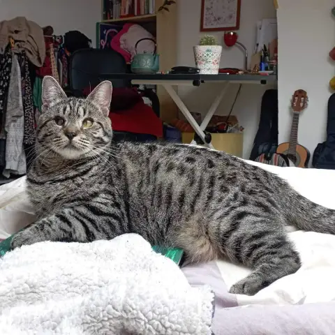 Bonnie