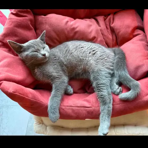 Berlioz photo 2