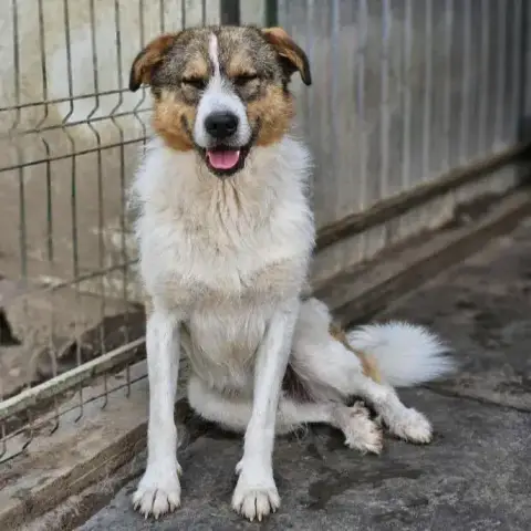 Lari