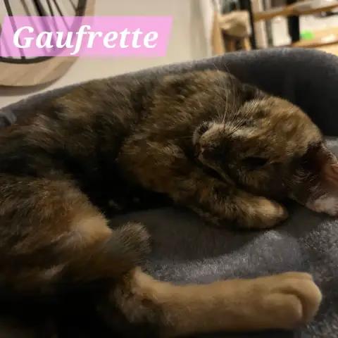 Gaufrette photo 3