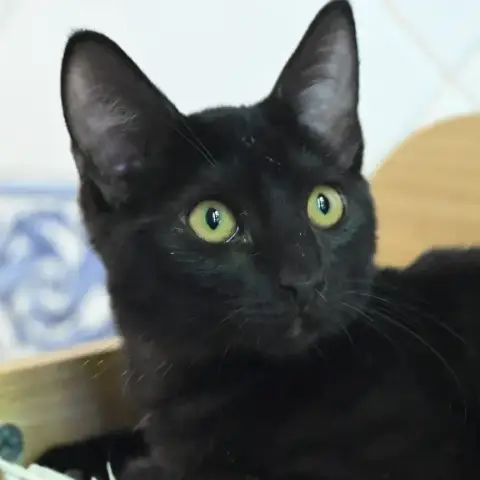 Ariane