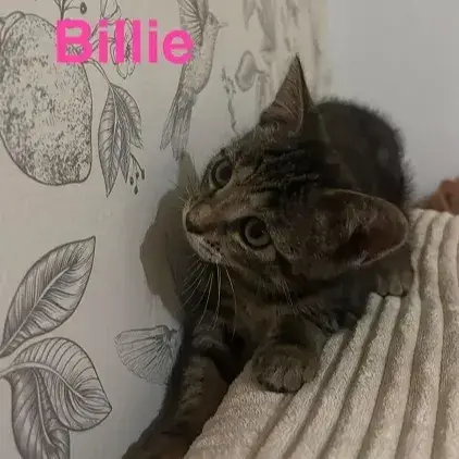Billie   A Réserver photo 2