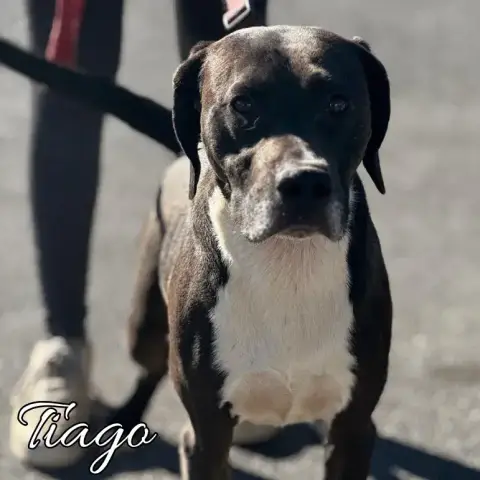 Tiago