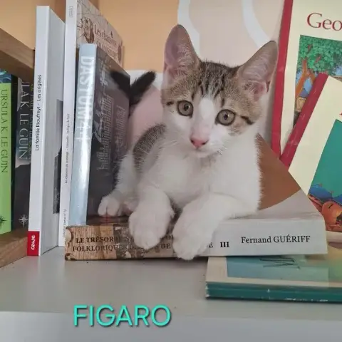 Figaro Et Gédéon
