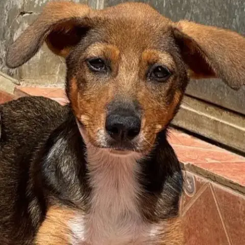 Betsy photo 3