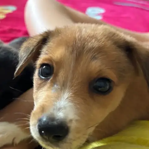 Nilo