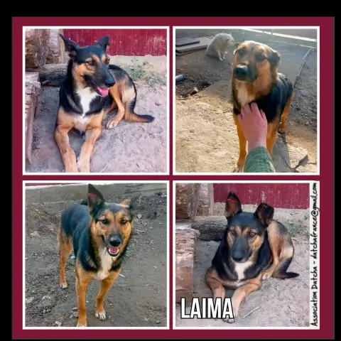 Laima