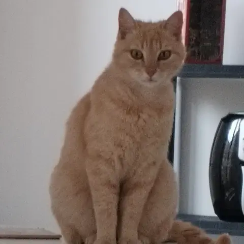 Caramel
