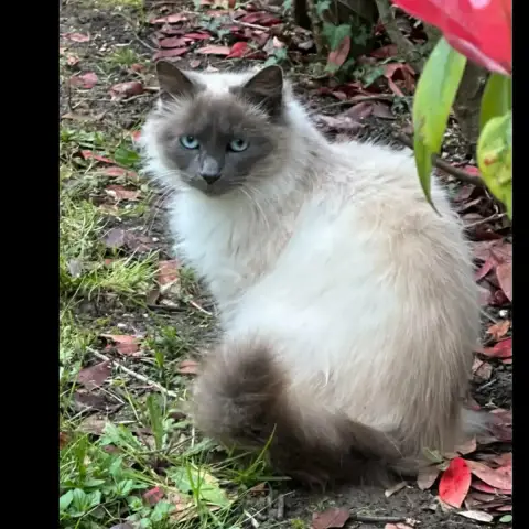 Bella