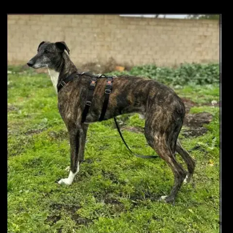 Romeo photo 2