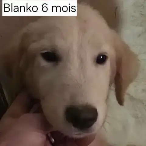 Blanko