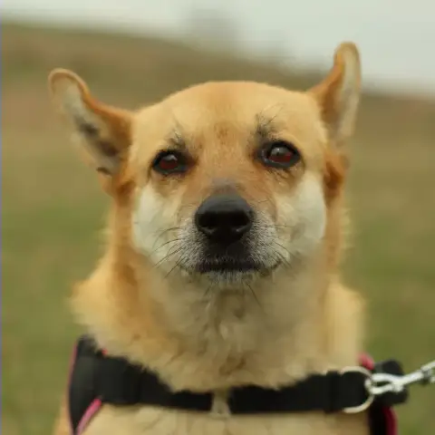 Naya