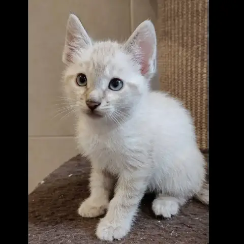 Barnabé