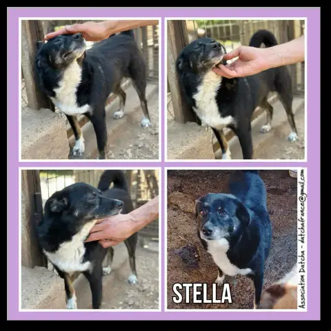 Stella