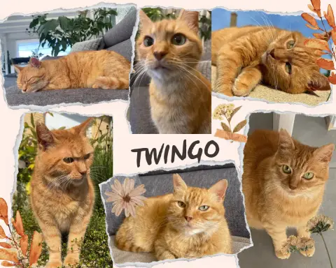 Twingo