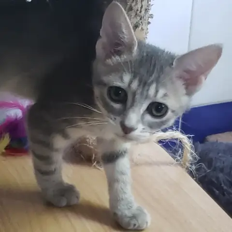 Bulle