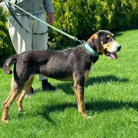Molly photo 3