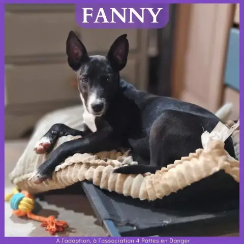 Fanny