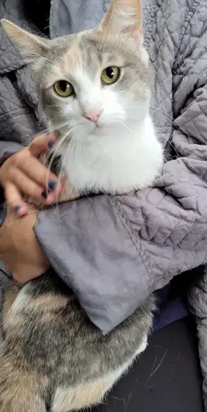 Minette