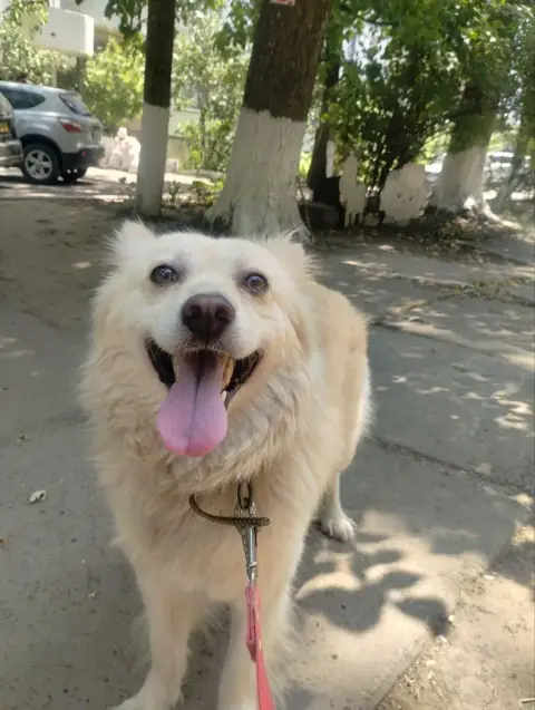 Nanuq