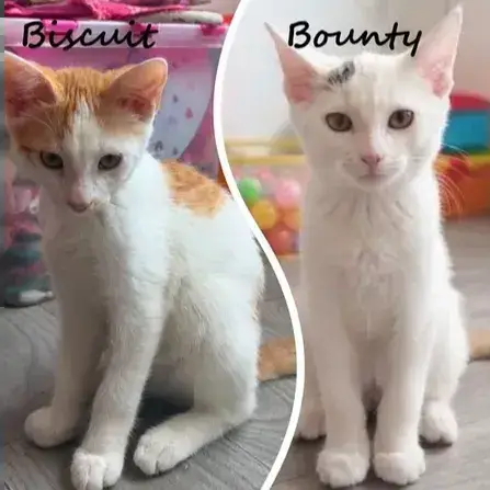 Biscuit Et Bounty