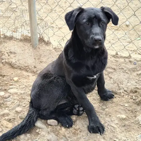 Nala photo 3