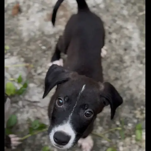 Koda photo 3